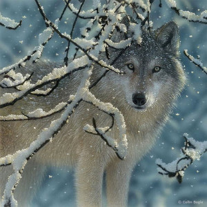 paintings by collin bogle beautiful wildlife paintings by talented ...