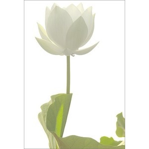 white lotus flower Lotus Flowers Inspirational Quotes