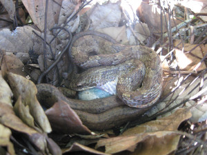 Image Search Anaconda Snake