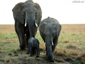 Wallpapers Family Ties, African Elephants, free photos for PC computer ...