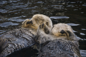 Sea Otters Holding Hands