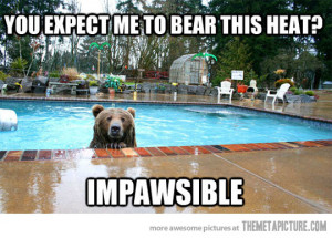 funny bear swimming pool