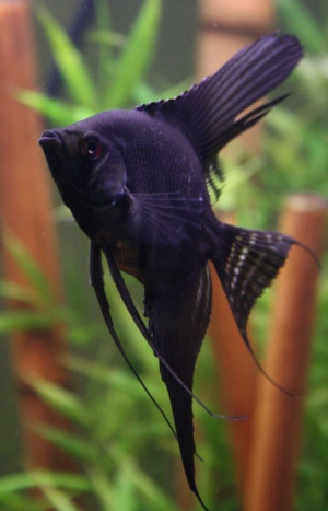 Purple Fish! in a fresh water tank: Purple Fish, Salts Water Tanks ...