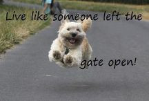 Inspirational quotes Cornwall / by Monkey Tree Holiday Park