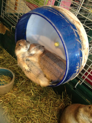 ... this picture of two prairie dogs cuddling like humans at a pet store