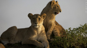 ... suggests female lions prefer to mate with partners with black manes