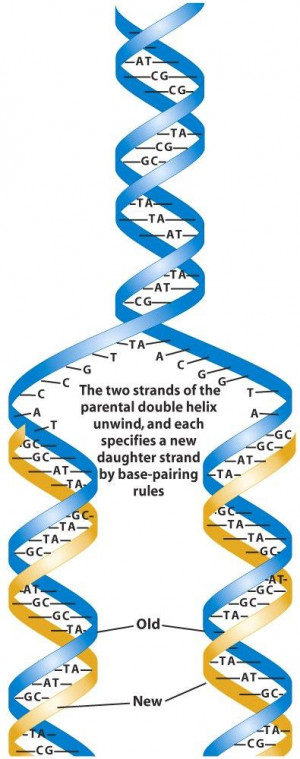 III. DNA replication is semiconservative : _____