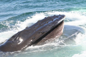 Cape Cod Travel :: Whale Watching :: Whale Watching on Cape Cod