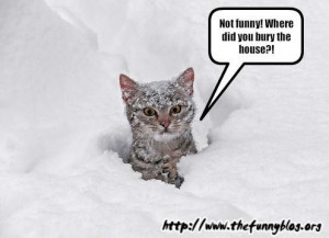 funny snow cat, am I fat, be straight, snowcat, 2012, funny winter ...