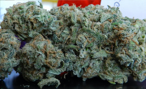 Blue Dream Marijuana