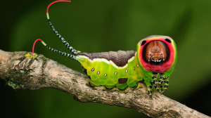 Puss moth caterpillar (© Thomas Marent/Minden Pictures) © (Bing ...