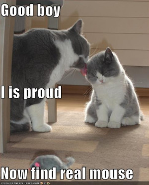 funny-pictures-proud-cat