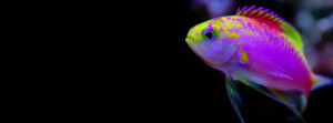Colorful tropical fish Fb Cover