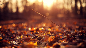 Description: The Wallpaper above is Autumn leaves ground sunset ...