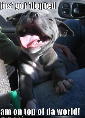 That famous pit bull smile.