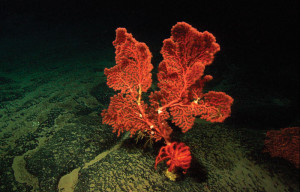 Deep Ocean Plants Sea...