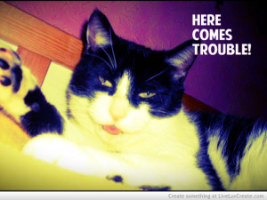 Cats Quotes and Cute Cat Pictures Cat Pictures and Videos