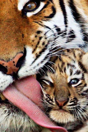 Tiger mom and cub 