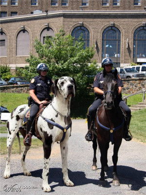 What people think when they hear I have a 150lb Great Dane