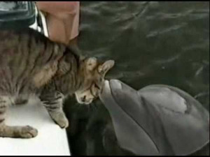 True Friendship – A Heart Touching Short Story Of A Dolphin & A Dog