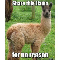 Share this llama for no reason!! XD