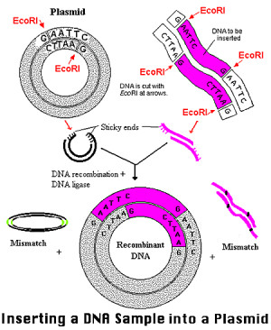 Sticky ends and blunt ends in DNA cloning?