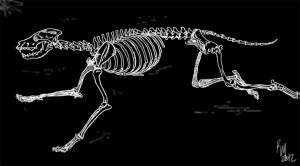 ... steal this anymore #skeleton animation #skeleton #wolf skeleton #wolf