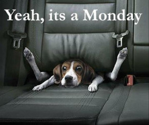 yep, its monday, funny monday pictures