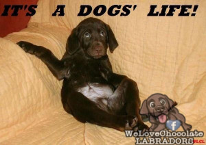 Labradors really do know how to make the most of luxury when given the ...