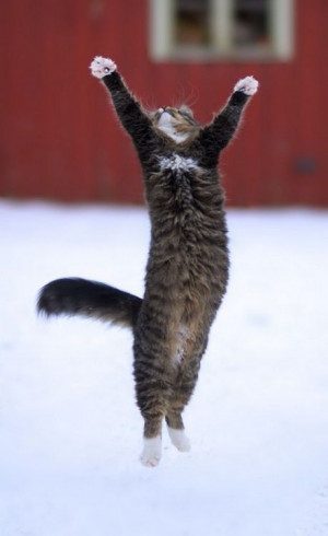 Hallelujah!!The Lord, Dance Floors, Happy Dance, Lets Dance, Funny Cat ...