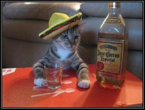 Gato tequilero - gatos chistosos