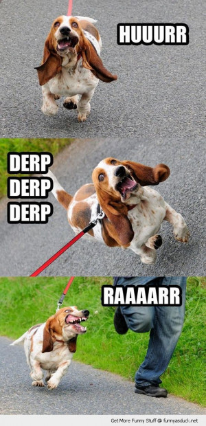 mad daft crazy dog animal derp hurr durr rar running lead leash funny ...