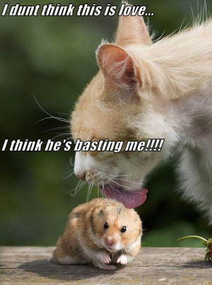 Funny Hamster Memes