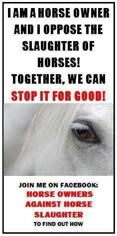 Stop horse slaughter