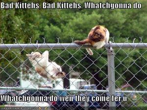 ... -pictures-cats-jumping-fence - funny-pictures-cats-jumping-fence.jpg
