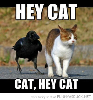 bird crow animal walking beside cat lolcat hey funny pics pictures pic ...