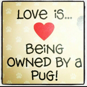 Cutest quote! Thanks JB! I love my Pugs :) #Pug#Puglove