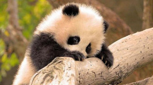 panda? The Smithsonian has recordings so you can listen to the panda ...