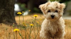 Wallpapers Cute Puppies - Puppies Wallpaper