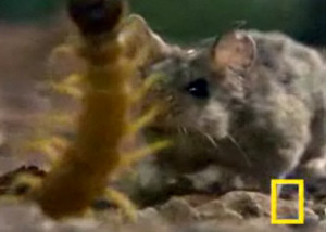 Big Centipede Vs. Mother Grasshopper Mouse- Who wins with its kung fu?