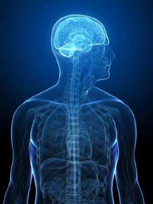 in the nerve cells of the stem of the brain