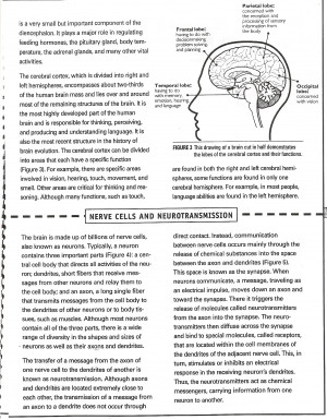 Related Pictures nervous system worksheet answers wikieducator