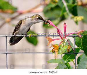 Hummingbird archilochus Colubris Perches And Stock Photo Picture