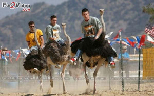 Funny Ostrich Jokes Ostrich funny race