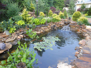 Koi Pond Backyard Backyard koi pond design