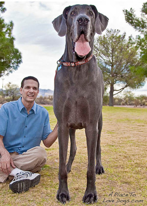 george, a four-year-old blue great dane, measures 42.625 inches tall ...