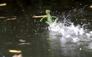 Picture of Basilisk Lizard Running On Water