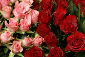 Rose et photo des roses rouge