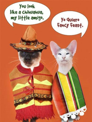 Cinco De Mayo Funny Pictures, Quotes, Sayings, Facebook Status