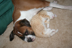 More Cute Dog Pics and Dog Quotes